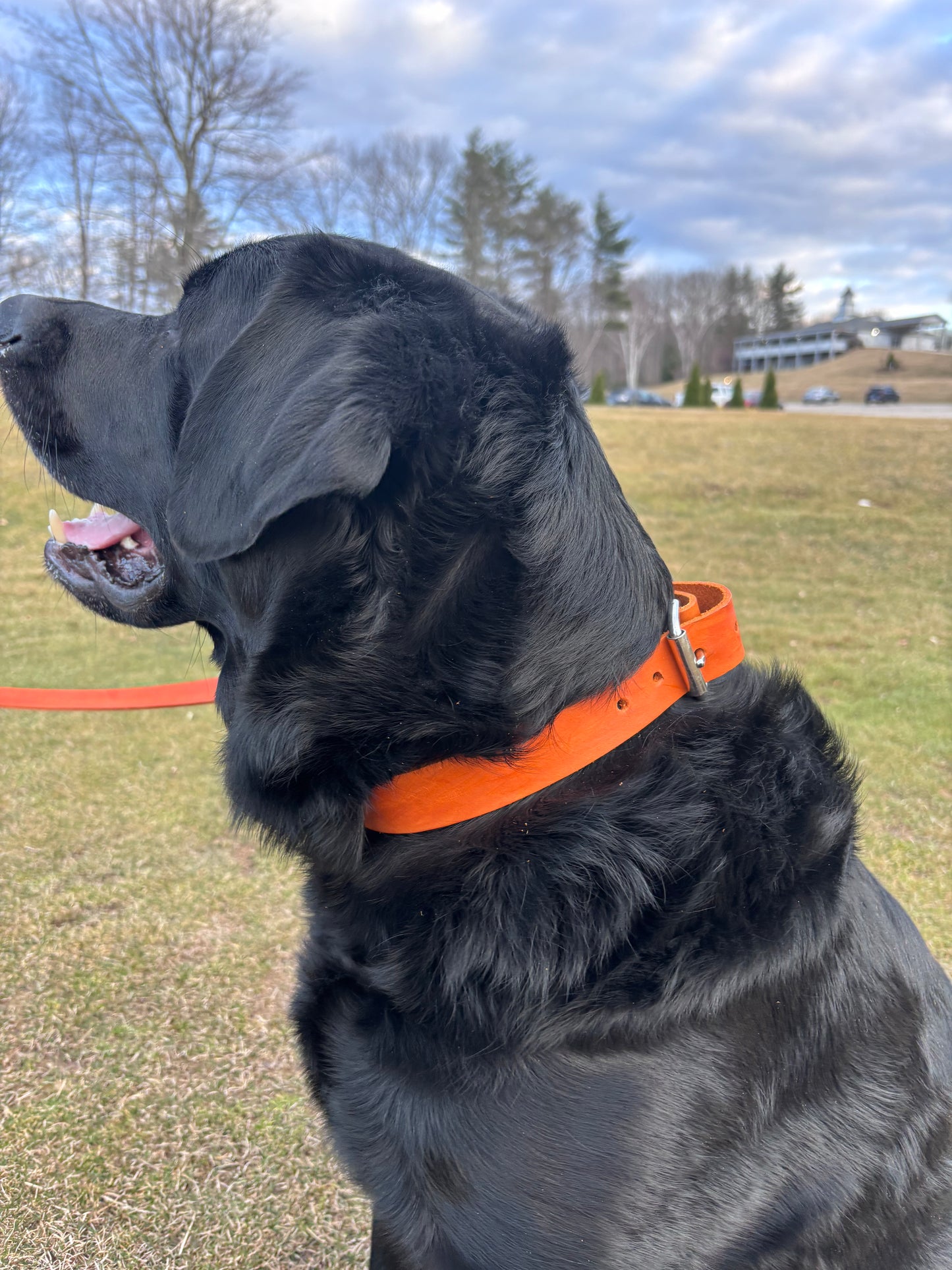 Dog Collar
