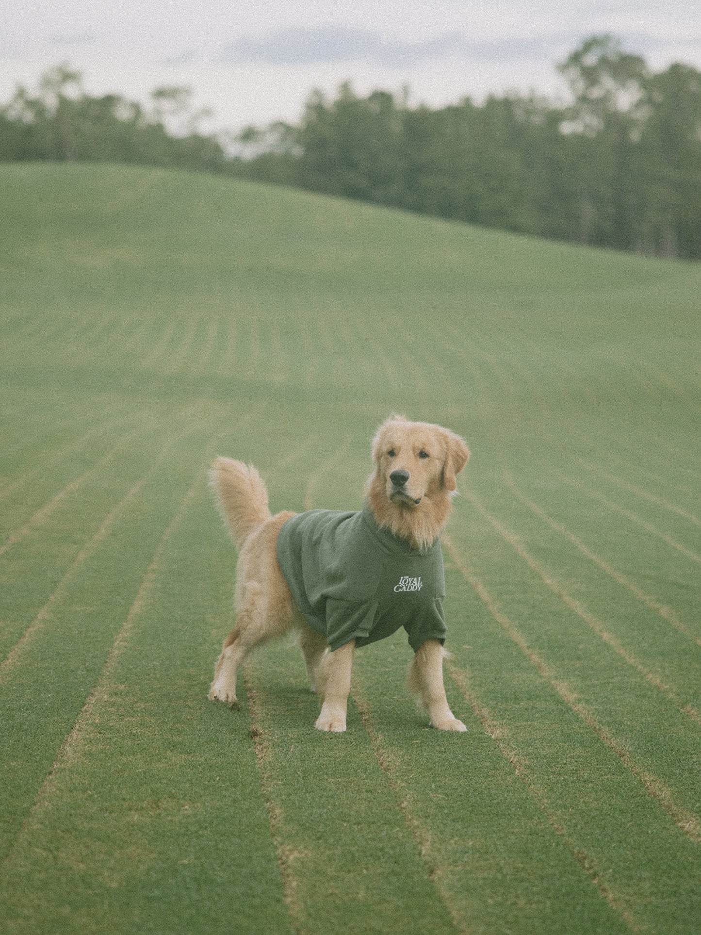 Clubhouse Comfort Hoodie - Dog