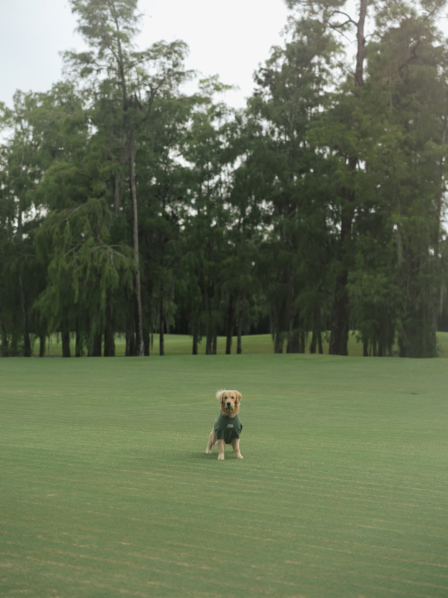 Clubhouse Comfort Hoodie - Dog