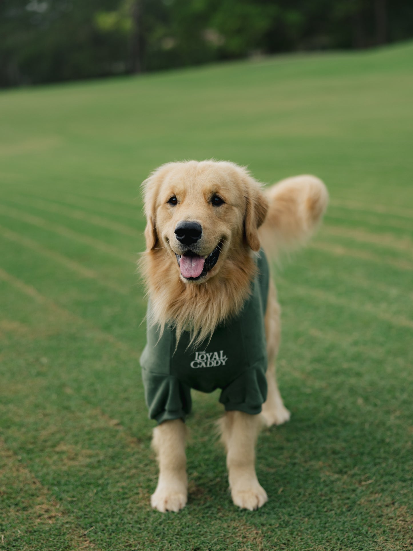 Clubhouse Comfort Hoodie - Dog