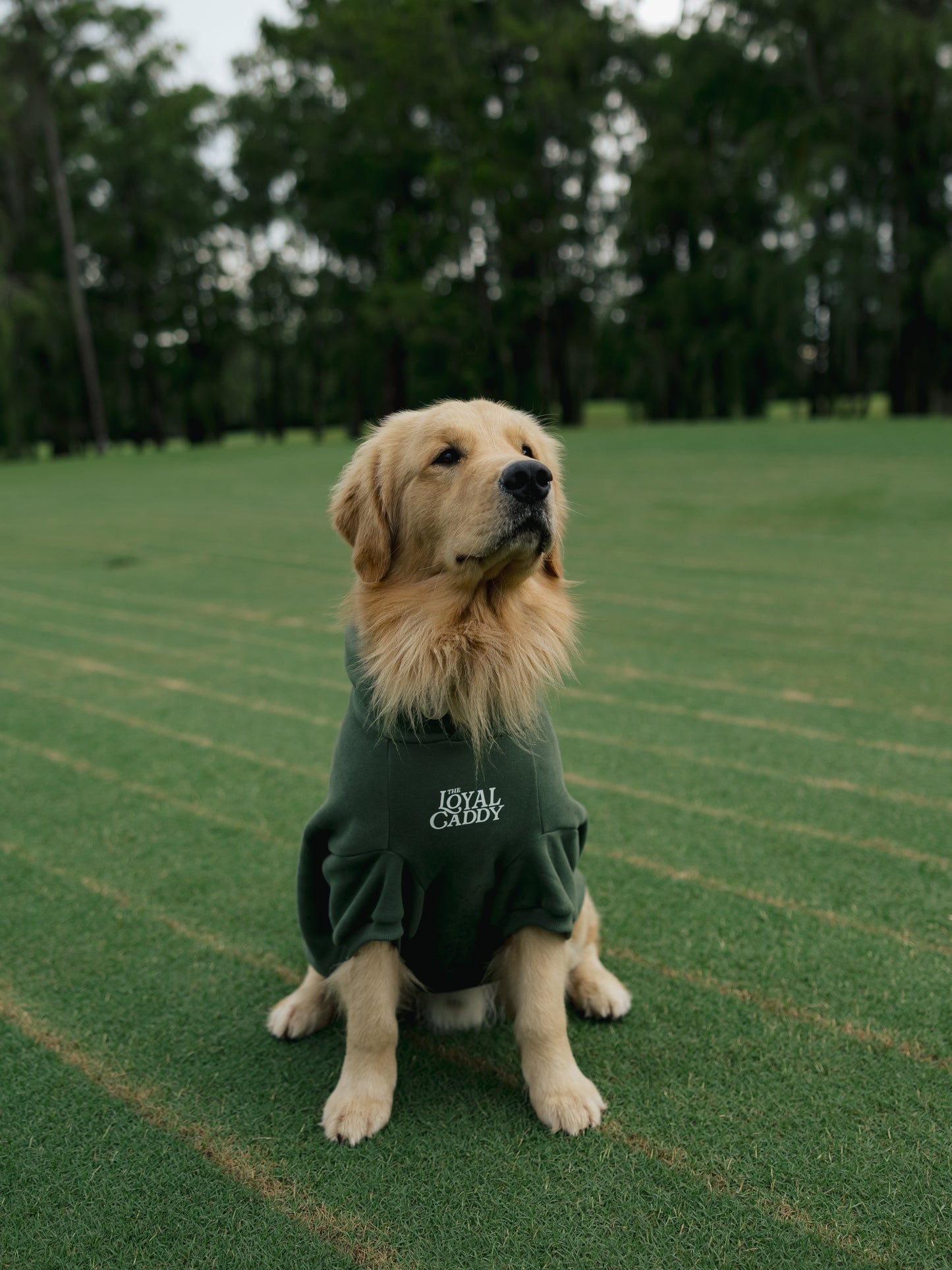 Clubhouse Comfort Hoodie - Dog