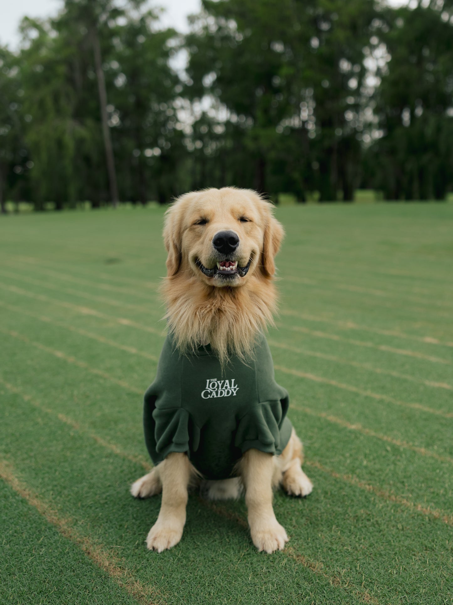 Clubhouse Comfort Hoodie - Dog