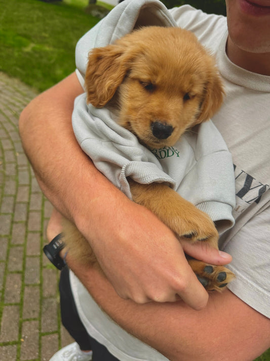 Clubhouse Comfort Hoodie - Dog