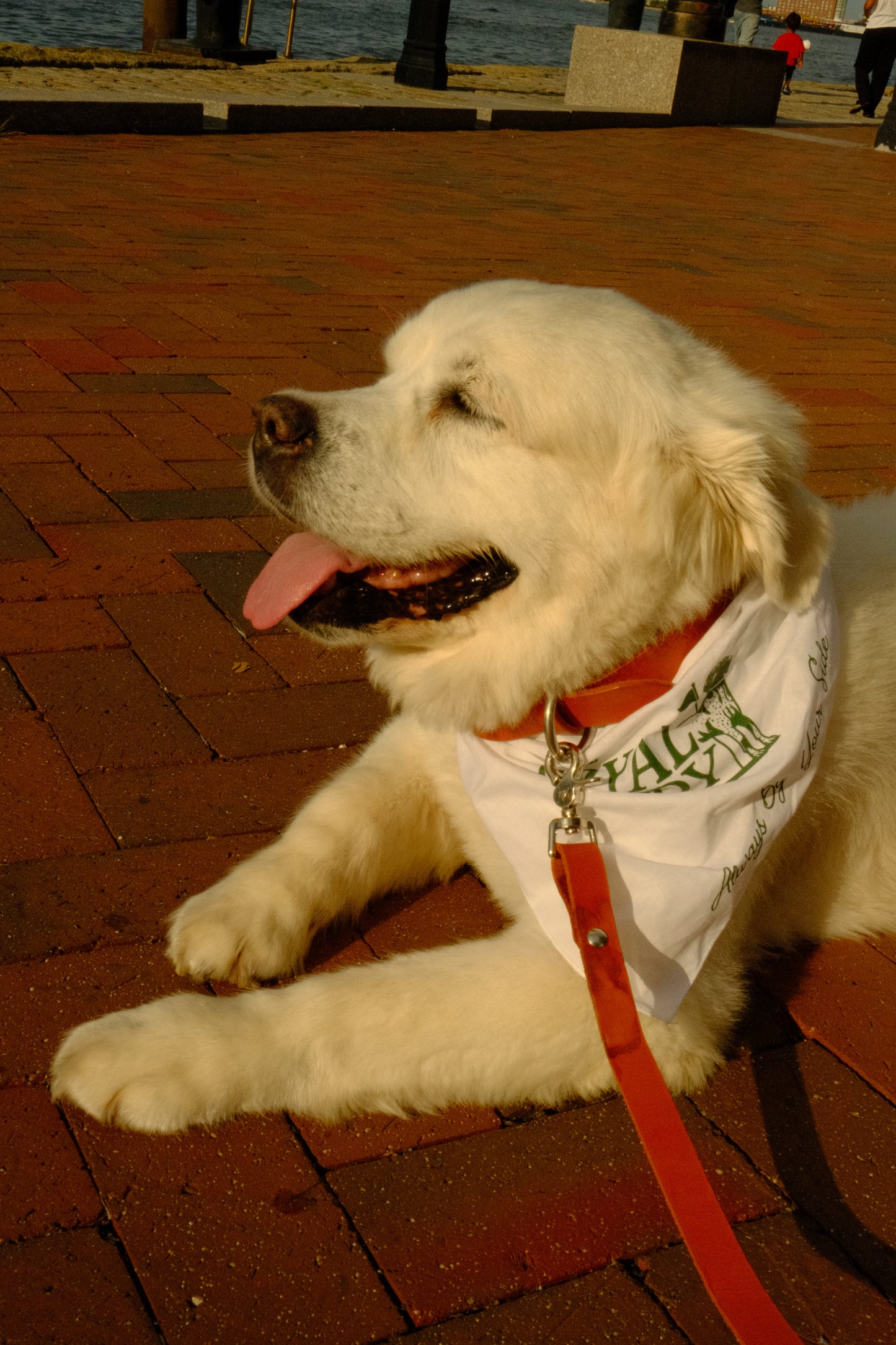 Greenside Bandana