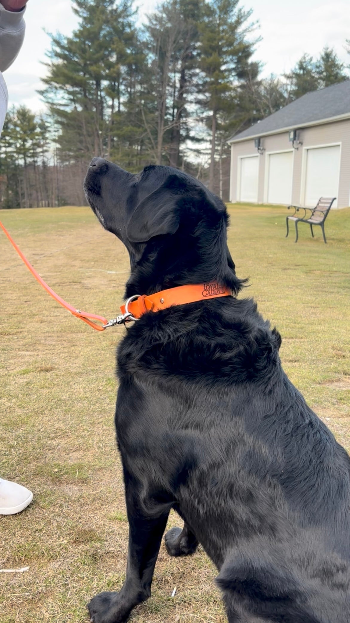 Dog Leash